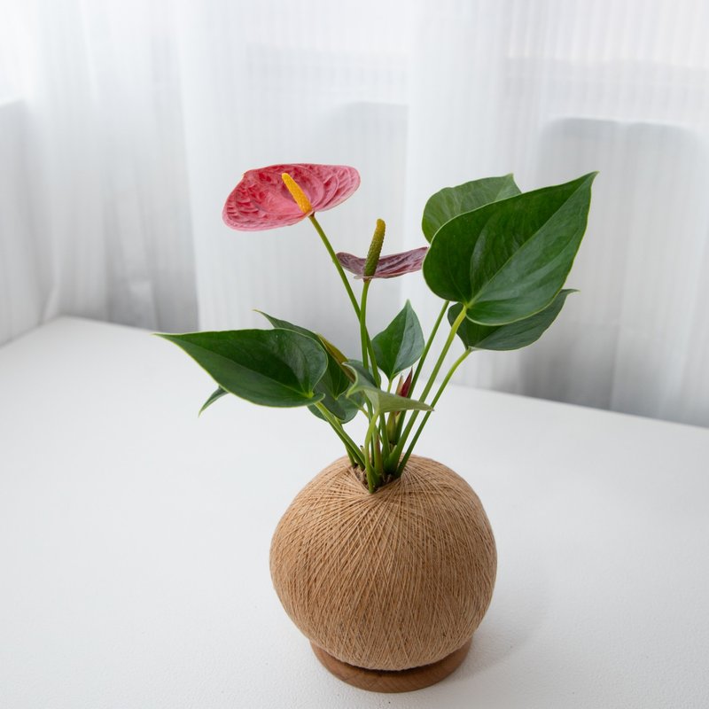 火鹤花 手作植栽苔球 - 植栽/盆栽 - 植物．花 