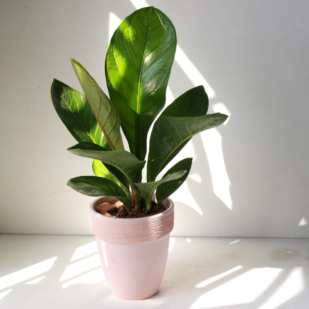 植栽 盆栽 l 富贵花烛(大盆) 居家风水植栽 室内植物  开幕盆栽 - 植栽/盆栽 - 陶 