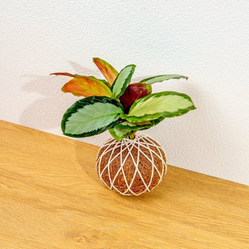 苔球植物 银道竹芋苔球 苔玉 礼物 送礼 桌上盆栽 - 植栽/盆栽 - 植物．花 绿色