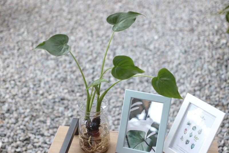 水培植栽│佛手芋_室内植物 办公室盆栽 店内布置 - 植栽/盆栽 - 玻璃 