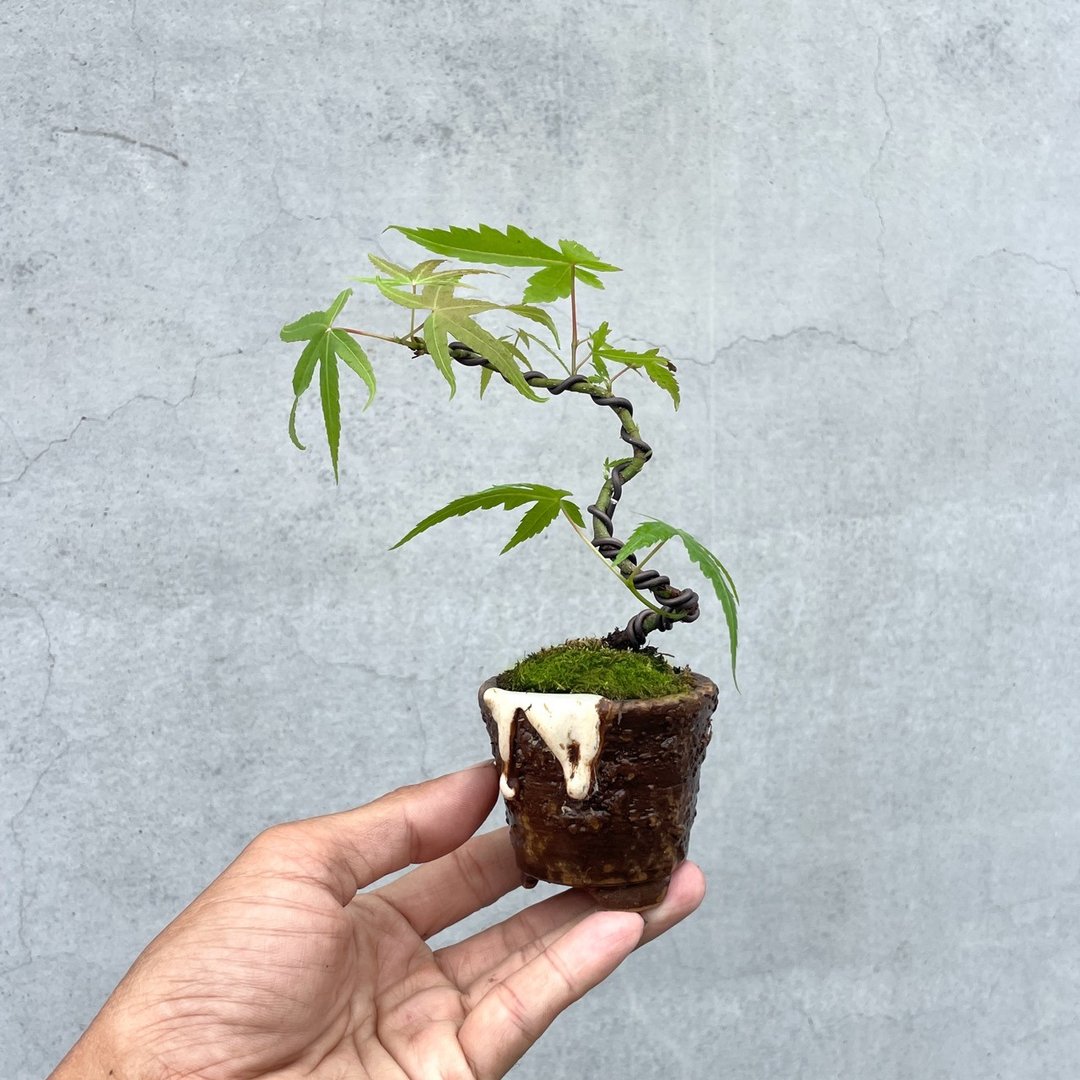小品盆栽 - 山红叶山槭 迷你 盆景 送礼 - 植栽/盆栽 - 植物．花 