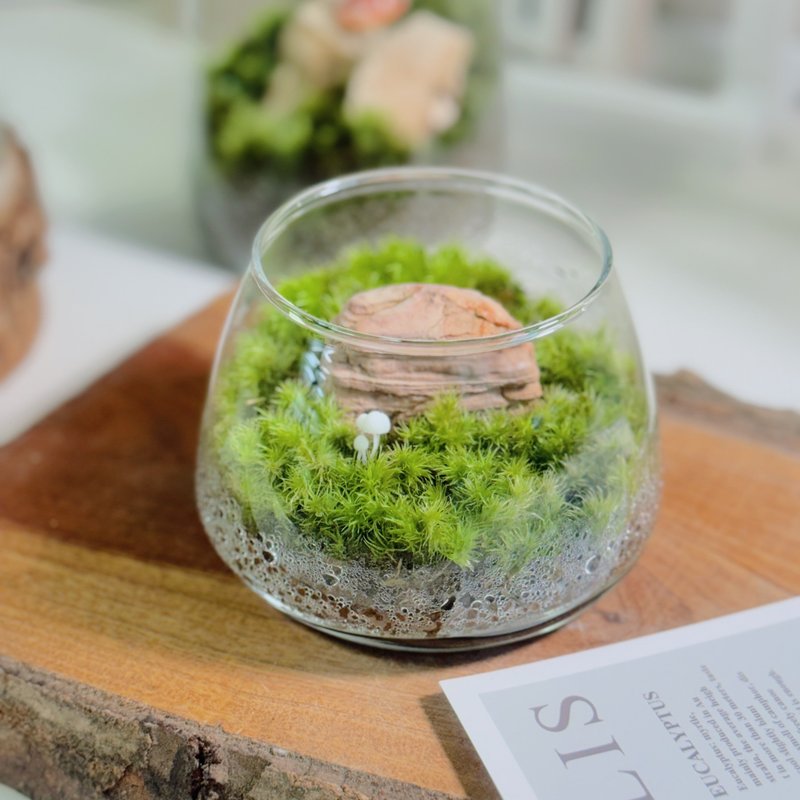 【微景观】小石光 苔藓缸.生态缸.造景.景观 - 植栽/盆栽 - 植物．花 绿色