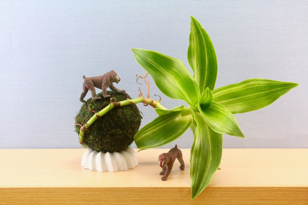 森林系 苔球- 大叶锦竹草  含限量底座 - 植栽/盆栽 - 水泥 多色