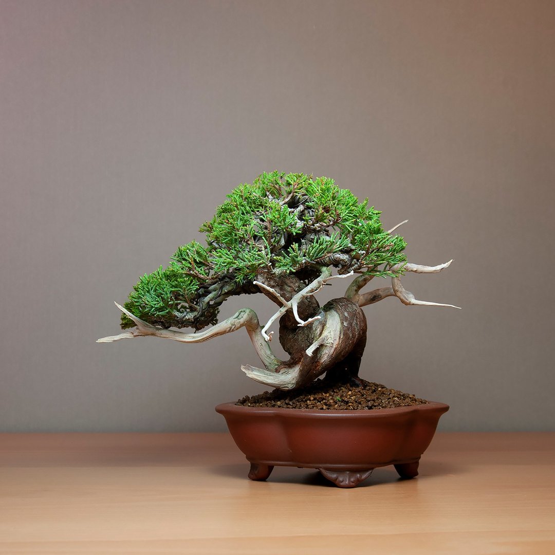 系鱼川真柏/日本品种/小品盆景 - 植栽/盆栽 - 植物．花 