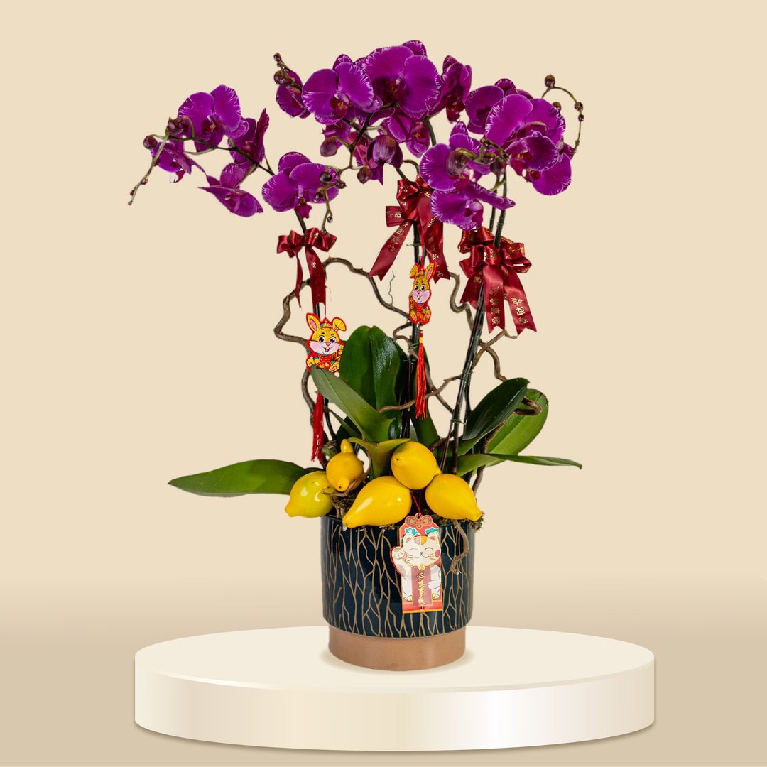 大花蝴蝶兰闪电5棵 (1143) 兰花 新春兰花 年花 自家兰花园种植 - 植栽/盆栽 - 植物．花 