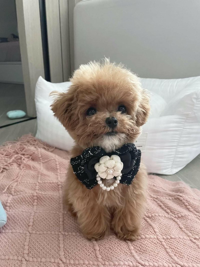 和风山茶花小香风蝴蝶结颈带 - 项圈/牵绳 - 棉．麻 黑色