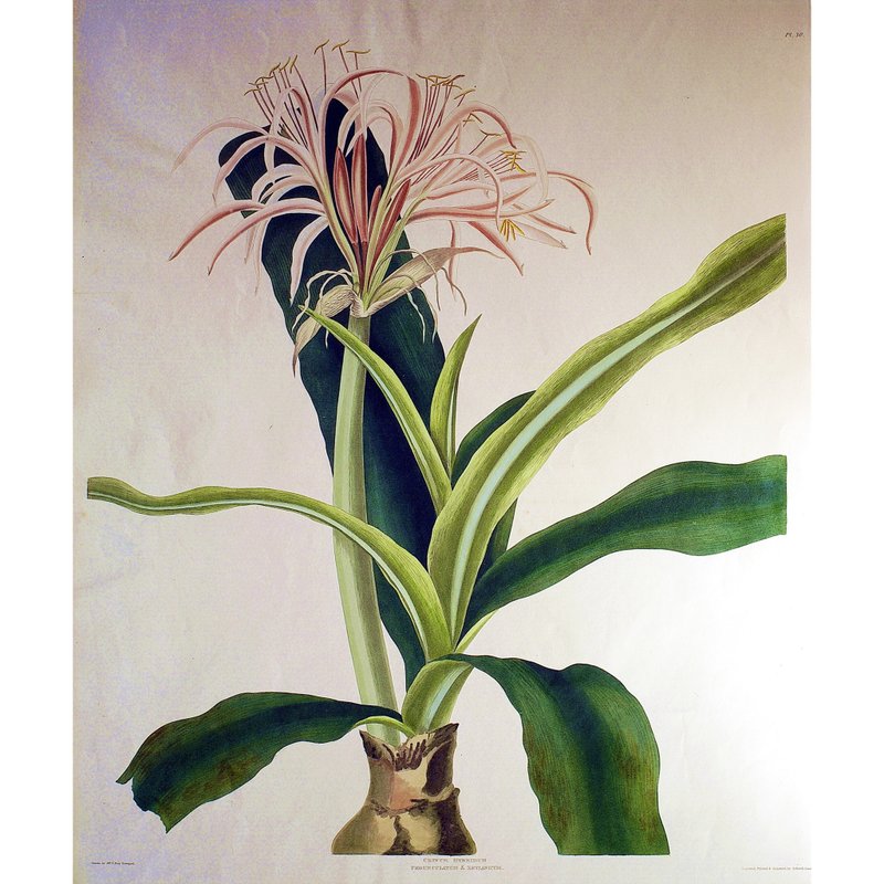 天竺锡兰粉红花香殊兰 - 六蕊植物图鉴 - 版画挂画 - 海报/装饰画/版画 - 纸 