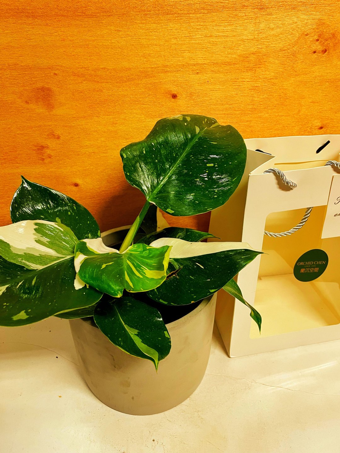【水泥盆植物】白巫师 送礼自用居家摆设 - 植栽/盆栽 - 水泥 