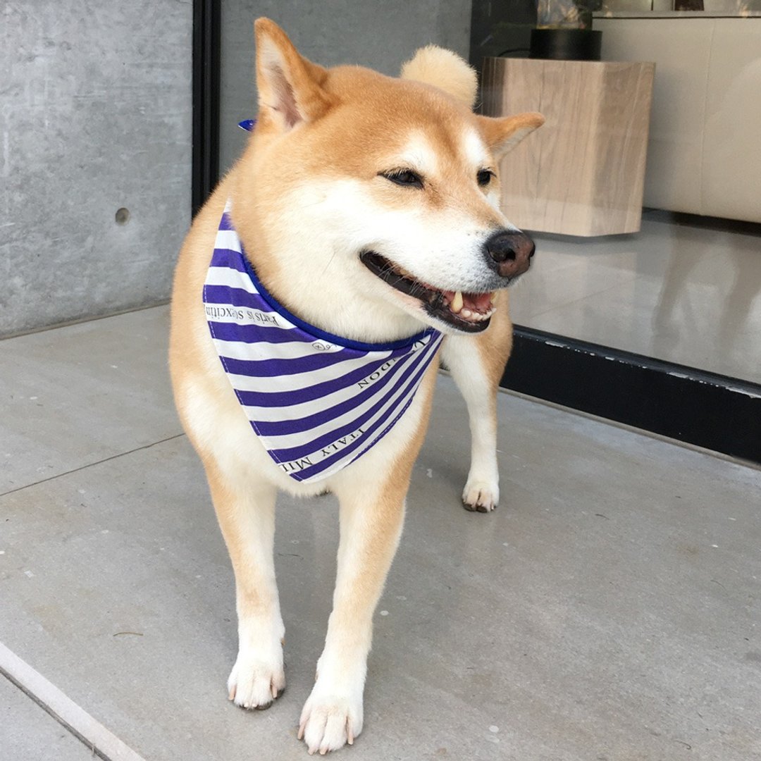 狗狗专属名领巾-定制化(中型犬)- 海军蓝纹 - 项圈/牵绳 - 棉 