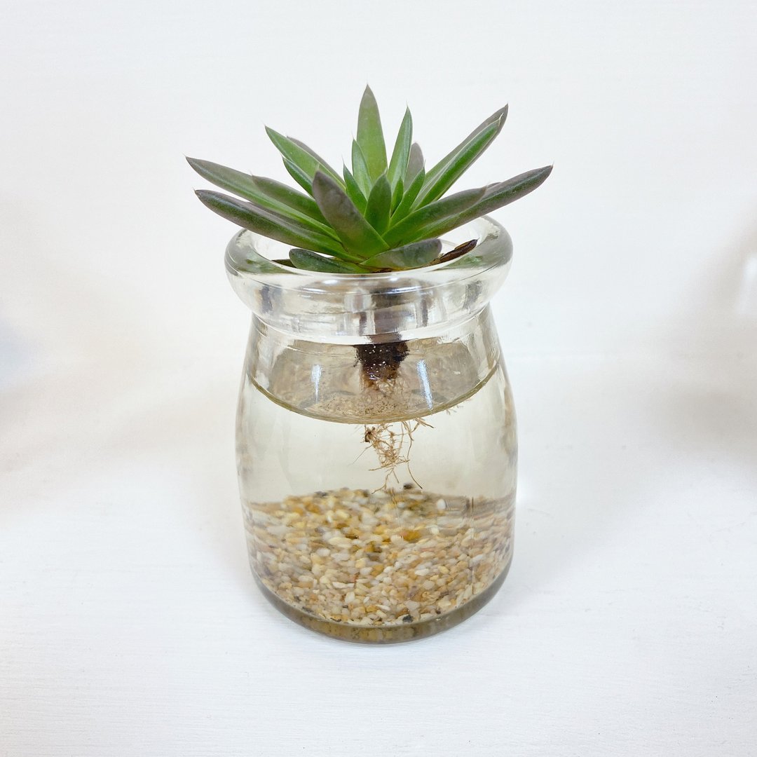 │多肉小水耕植栽│ 昭和 - 植栽/盆栽 - 植物．花 