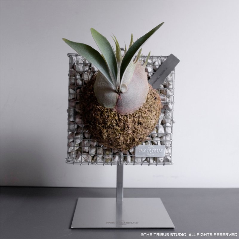 蛇笼板 正方形 -L size - 植栽/盆栽 - 其他金属 银色