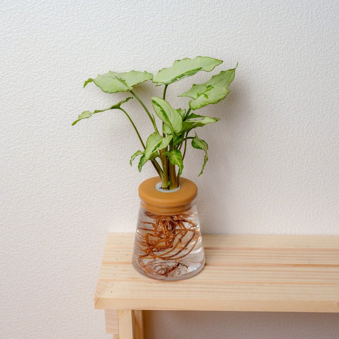 三王合果芋 三角水耕盆栽 室内植物 观叶植物 礼物 水培 - 植栽/盆栽 - 植物．花 透明