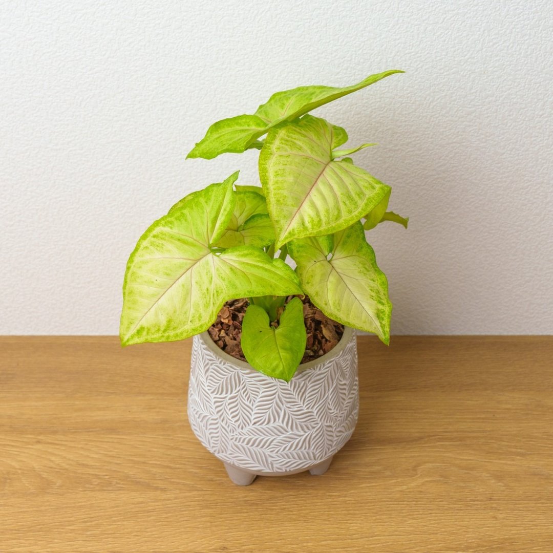 金玉合果芋 小树叶纹 水泥盆栽 开幕送礼 乔迁礼物 植栽 盆栽 - 植栽/盆栽 - 植物．花 