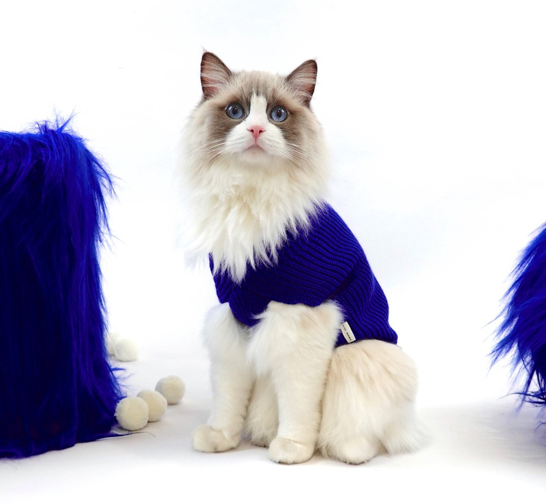 雙色 宠物针织无袖毛衣 sweater for pet - 衣/帽 - 羊毛 蓝色