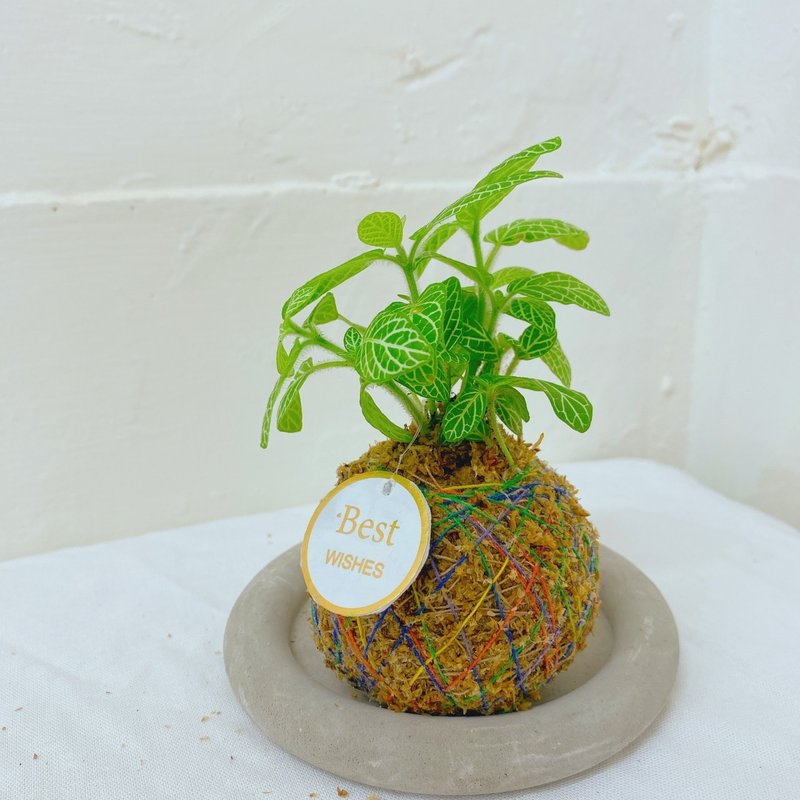 【植物苔球】网纹草 苔球  疗愈 文青 送礼 观叶植物 室内植物 - 植栽/盆栽 - 植物．花 卡其色