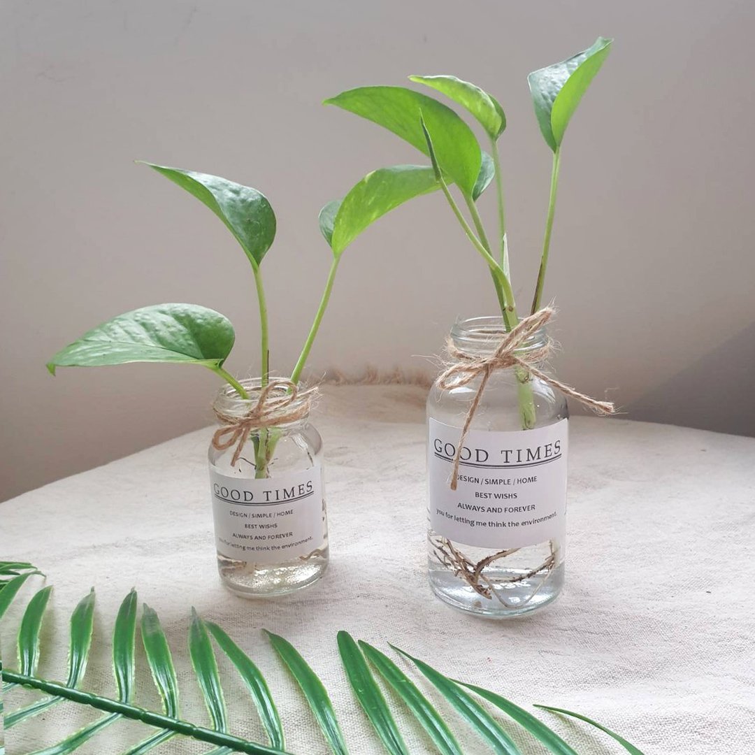 黄金葛 水耕 植物 - 植栽/盆栽 - 玻璃 透明