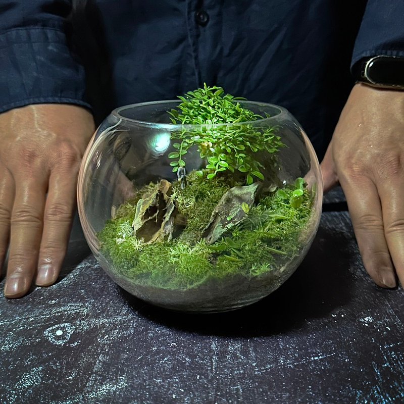 本心之树 / 定制化造景生态盆微景观 - 植栽/盆栽 - 植物．花 