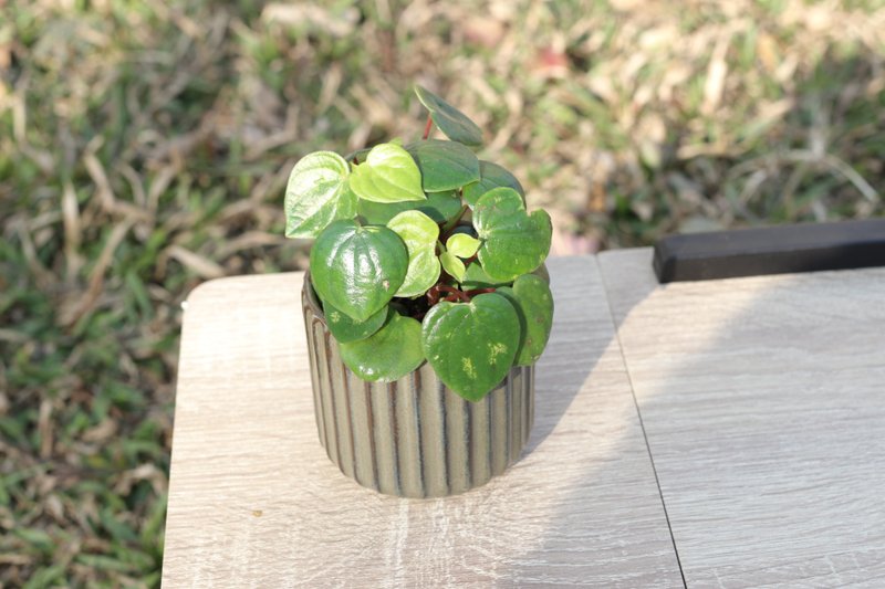 土培植栽│心愿椒草_室内植物 办公室盆栽 店内布置 送礼 - 植栽/盆栽 - 陶 