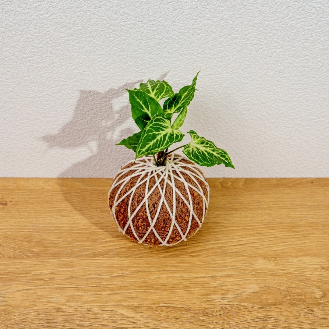 苔球植物 蜡染合果芋苔球 苔玉 礼物 送礼 桌上盆栽 - 植栽/盆栽 - 植物．花 绿色