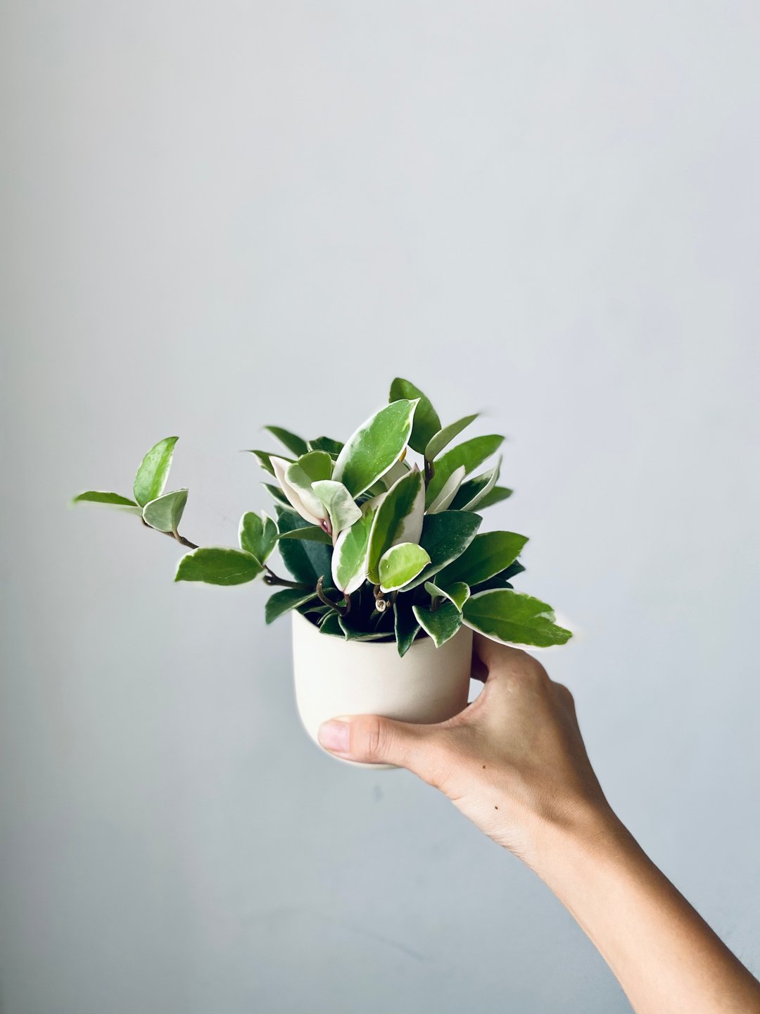 植感生活北欧风室内植栽素烧陶盆DIY系列-斑叶球兰 - 植栽/盆栽 - 植物．花 绿色