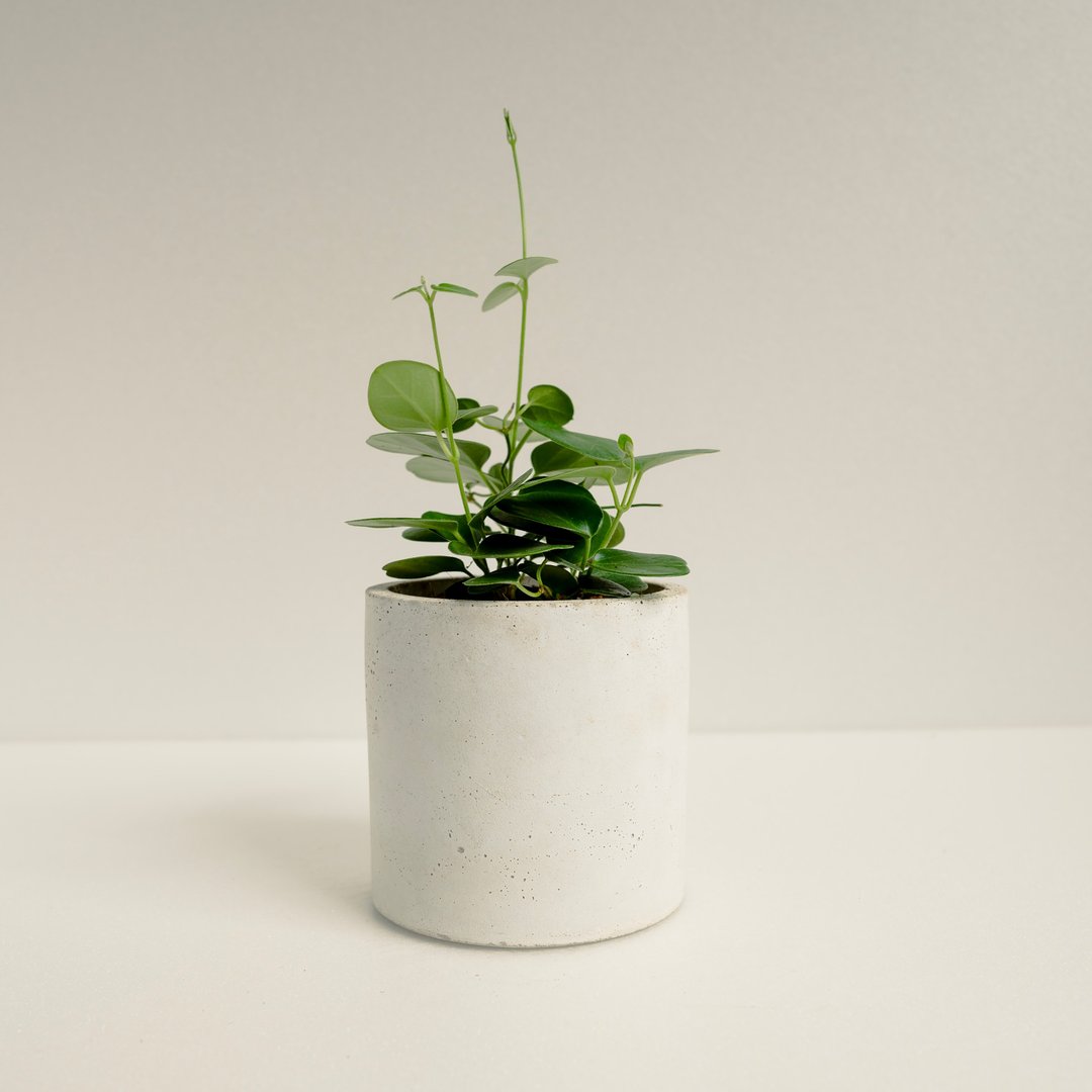 苏氏欧蔓│泥作系列│福所栽 - 植栽/盆栽 - 水泥 绿色
