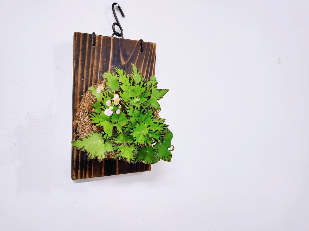 睫毛秋海棠板植│窗边植物│观叶植物 - 植栽/盆栽 - 植物．花 绿色