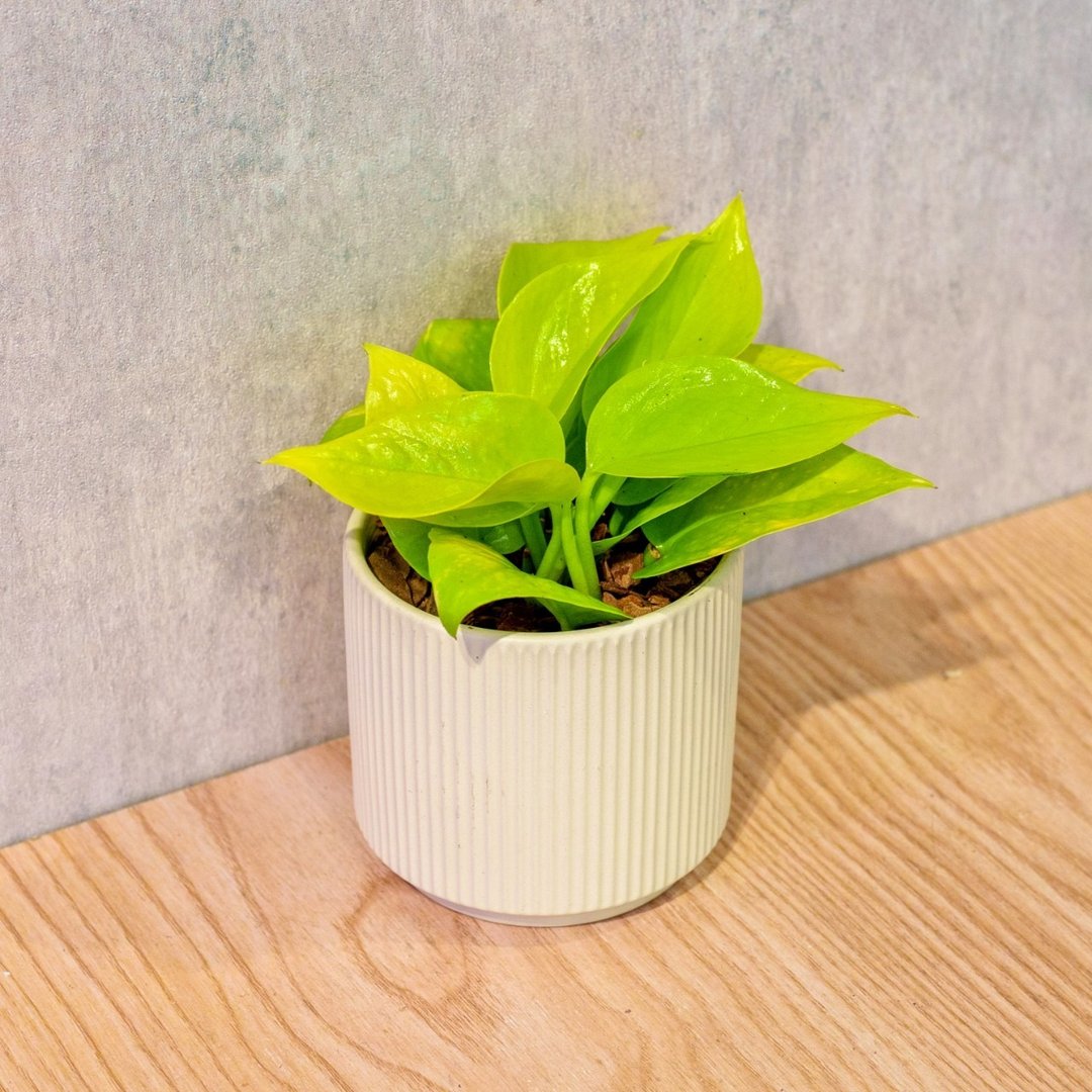 阳光黄金葛 莫兰迪色系直纹陶盆 室内植物 观叶植物 礼物 盆栽 - 植栽/盆栽 - 植物．花 黄色