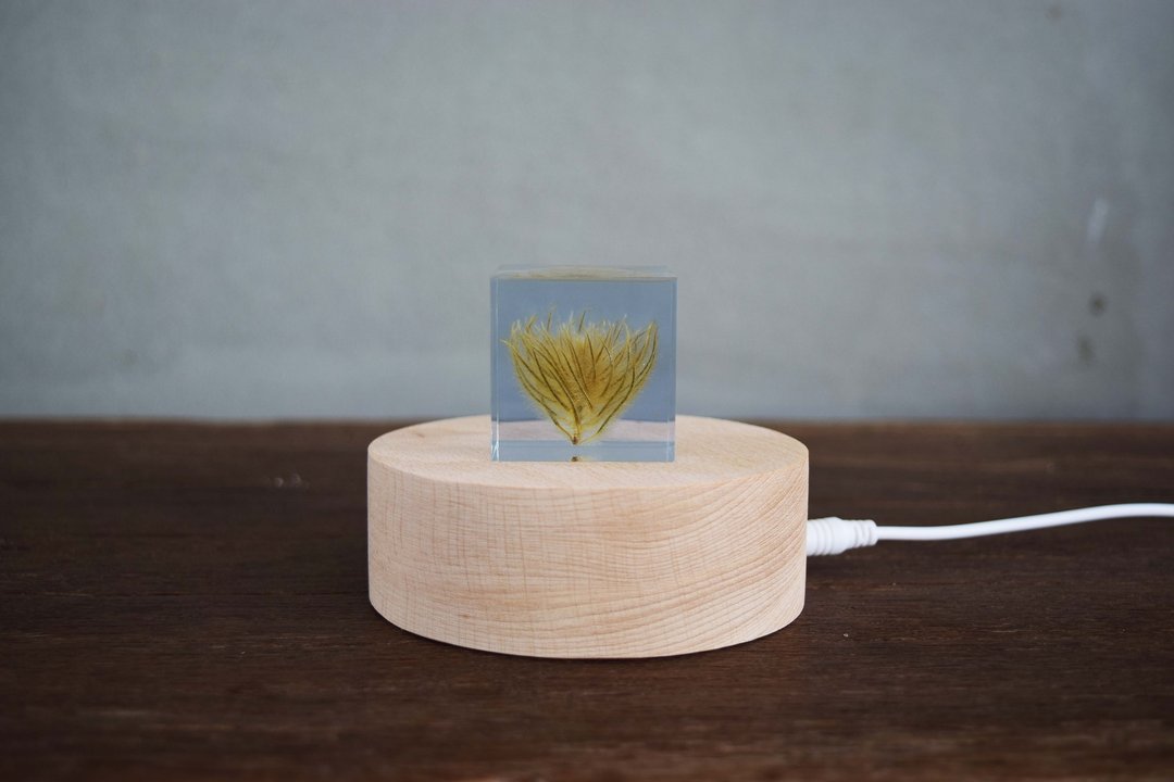 梦天涯蒲公英冰砖 - 毛笔花植物标本 (4cm) - 摆饰 - 树脂 白色