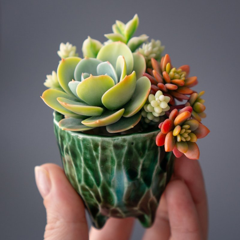 带有桃粉色拟石莲与心叶露子金枝玉叶的迷你饰品收纳盒 - 收纳用品 - 其他材质 