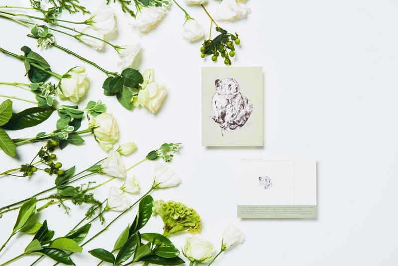 柯氏鼠兔, 濒危物种:明信片小卡/ 一卡一捐 - 卡片/明信片 - 纸 绿色