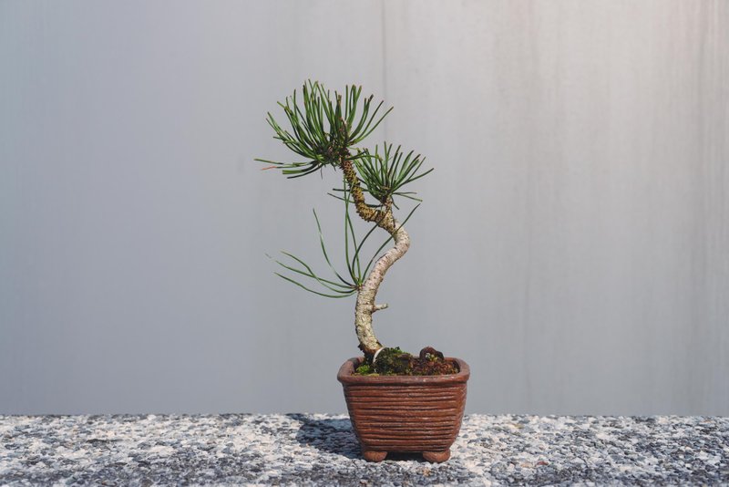 文人黑松意境高 手工盆 - 植栽/盆栽 - 植物．花 绿色