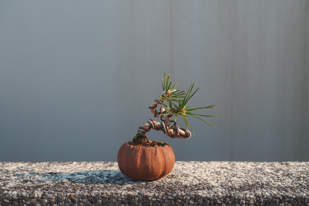 弯曲迷你黑松盆栽 搭配可爱的手工盆 可送礼 - 植栽/盆栽 - 植物．花 绿色