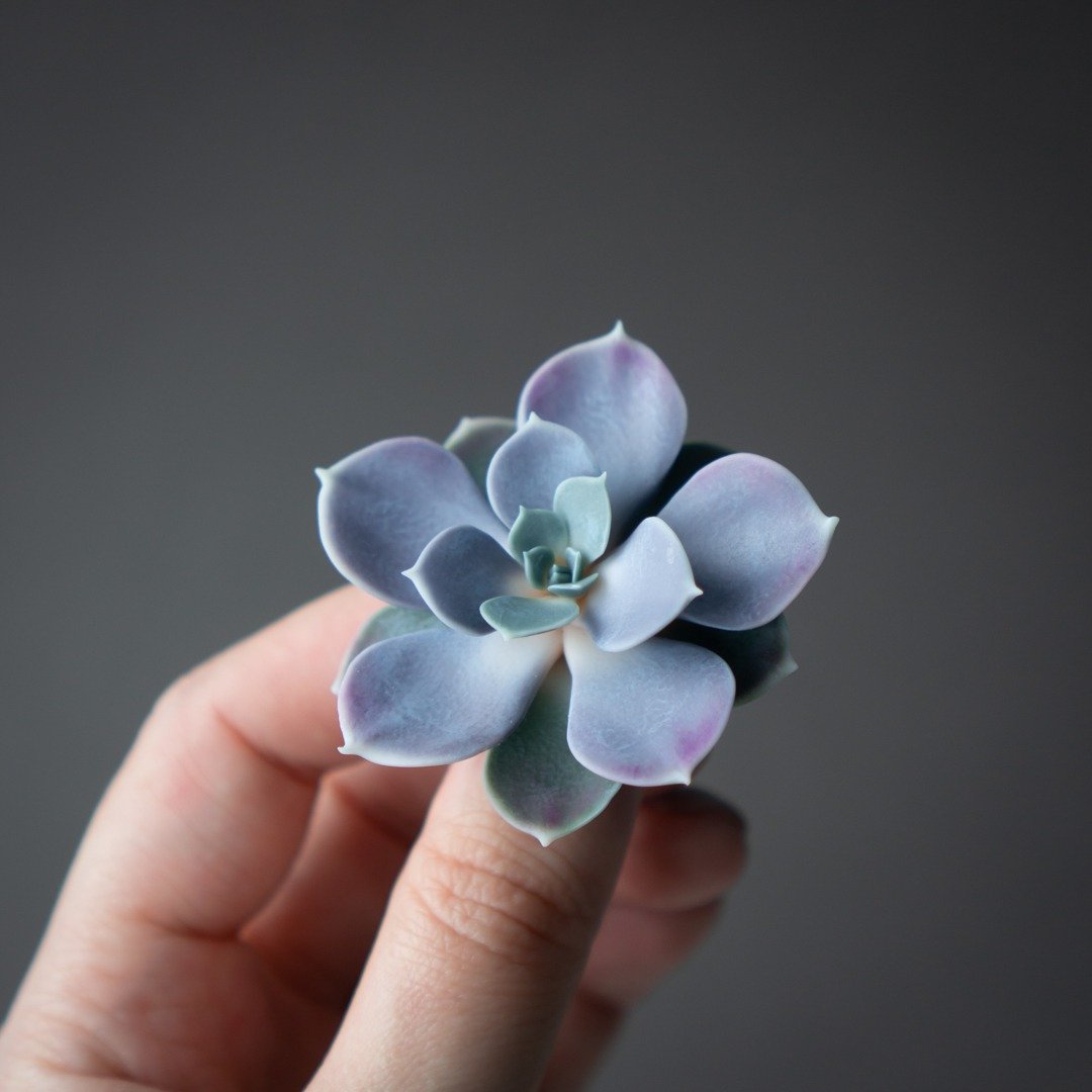 胸针 Echeveria Perle von Nurnberg - 胸针 - 其他材质 蓝色