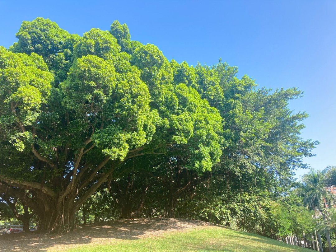 大榕树下的芳疗脉轮—疗愈自我、走向爱/卓玛爱象 - 瑜珈垫 - 其他材质 多色