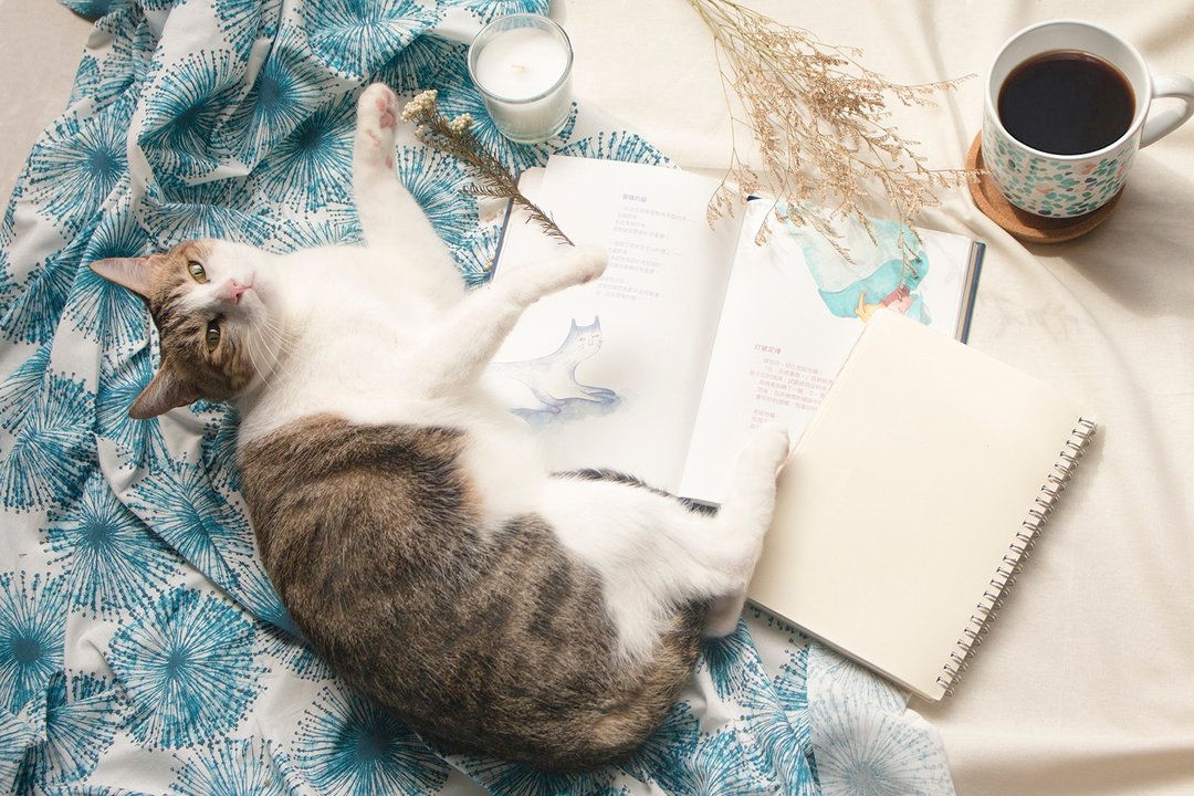 猫奴必备笔记书。让人哭笑不得的猫文学 - 笔记本/手帐 - 纸 蓝色