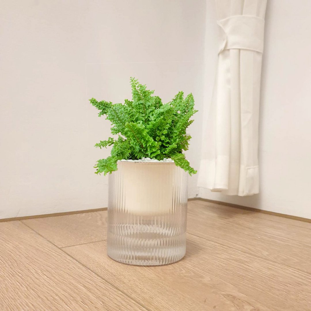 植栽 室内盆栽 蕾丝蕨 植物 盆栽 - 植栽/盆栽 - 塑料 透明