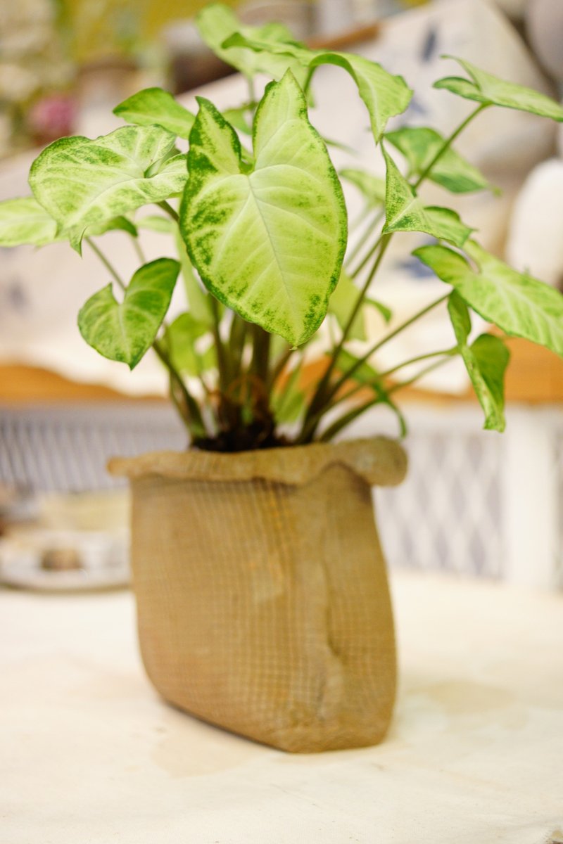 手捏多肉盆器 W10cm 麻纹宽口陶盆  多肉观叶绿植花盆 花器 - 花瓶/陶器 - 陶 卡其色