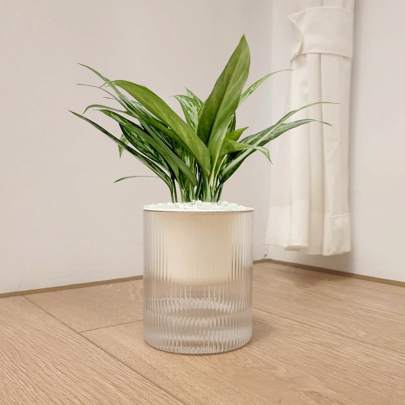 植栽 室内盆栽 银后粗肋草 - 植栽/盆栽 - 塑料 绿色