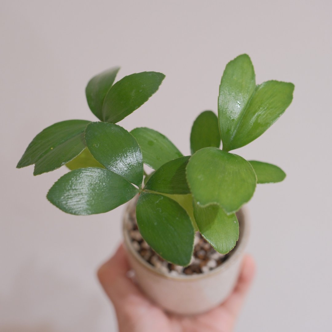 幸运铁树 - 植栽/盆栽 - 植物．花 
