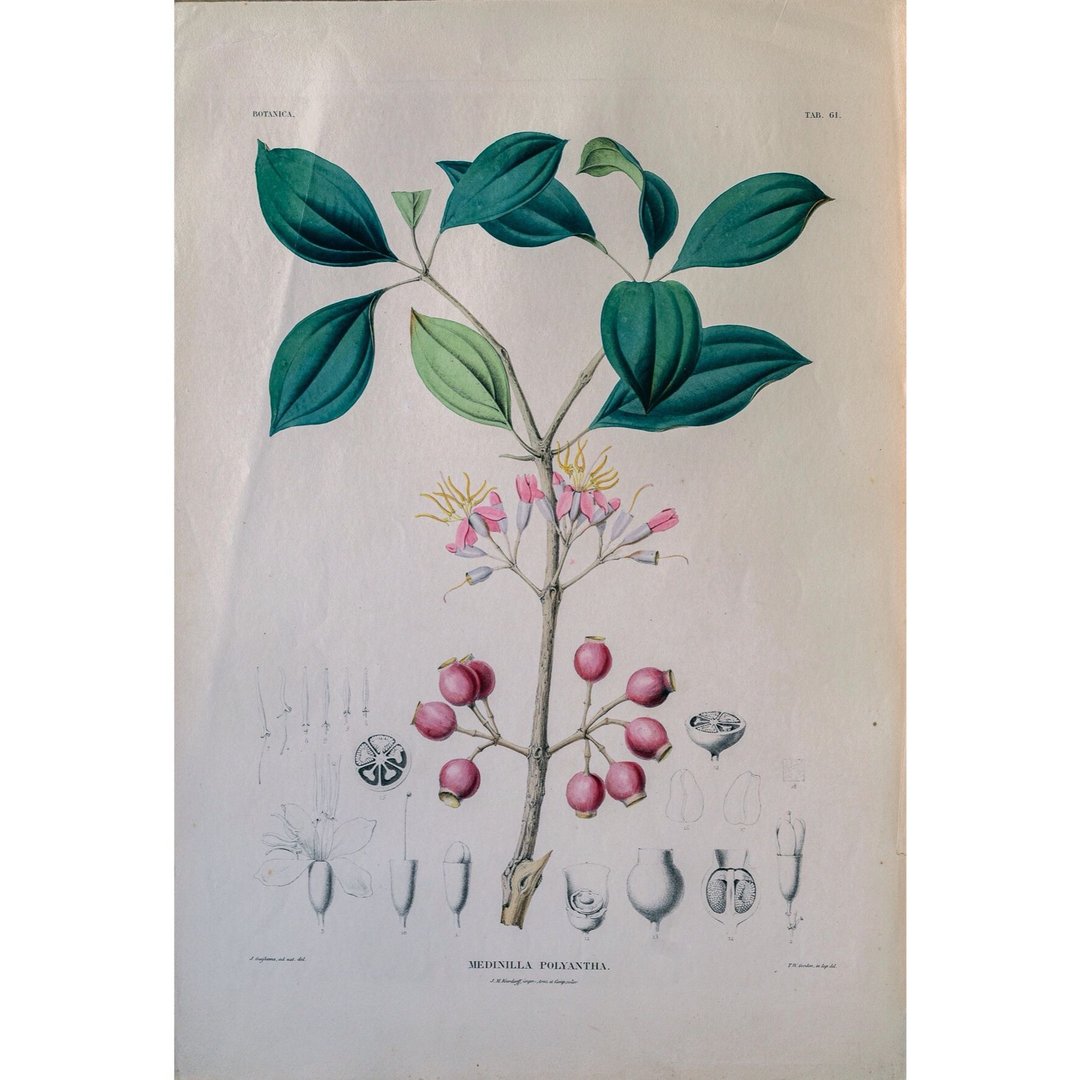 酸脚杆属 Medinilla Polyantha- 植物图鉴 - 版画 - 海报/装饰画/版画 - 纸 