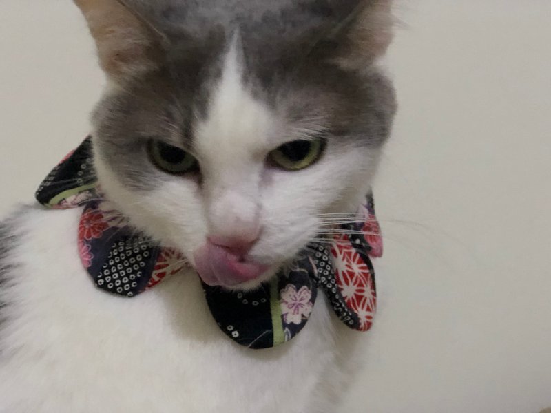 大肠花圈- 典雅十六重菊-手工特制宠物项圈-现货2 - 项圈/牵绳 - 棉．麻 黑色