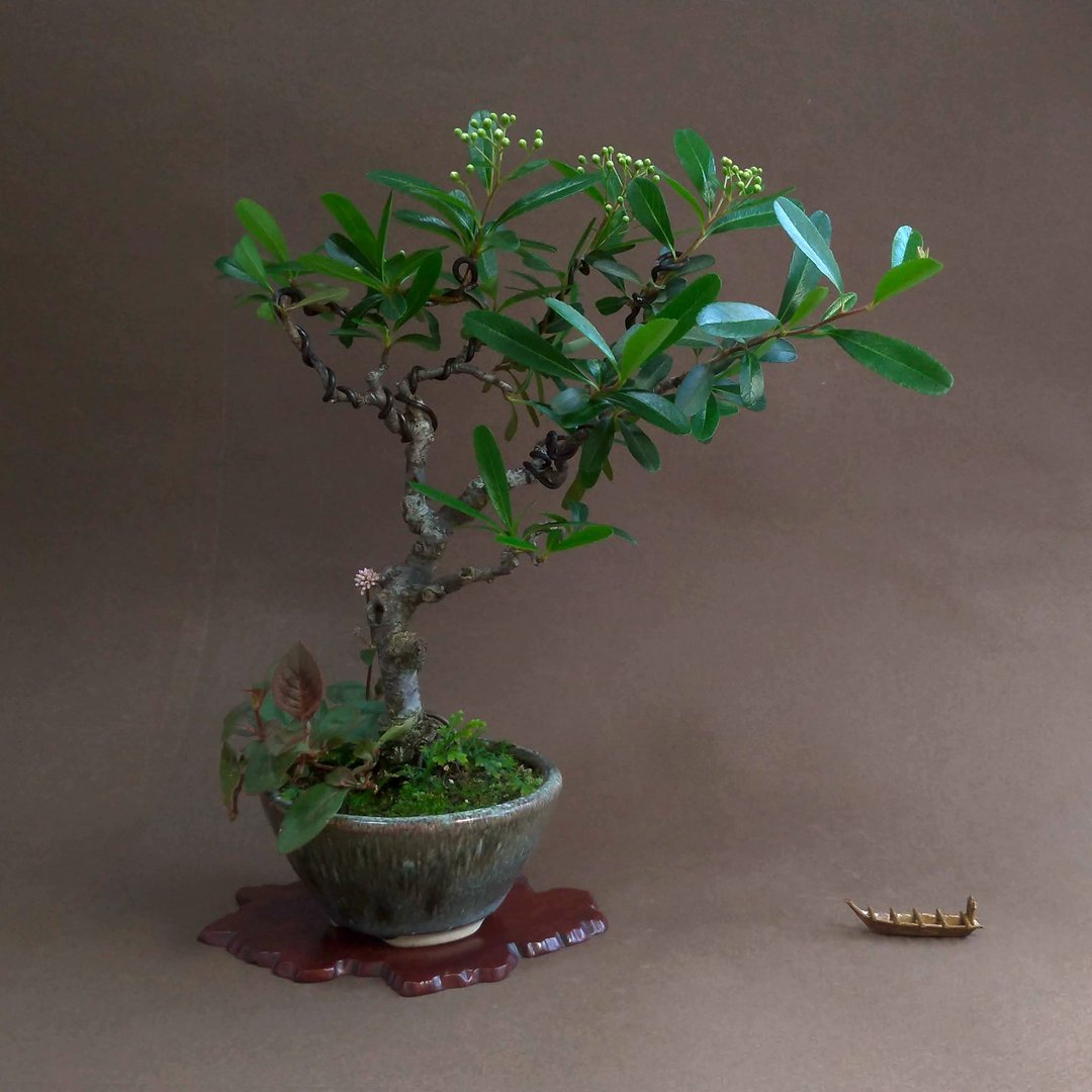 红果状元红∣小品盆景 已着花苞 - 植栽/盆栽 - 陶 