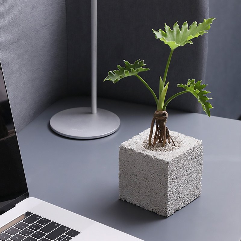 【炭草花】办公室除臭植栽/毕业季植栽 多肉花盆 开幕升迁礼品 - 植栽/盆栽 - 其他材质 