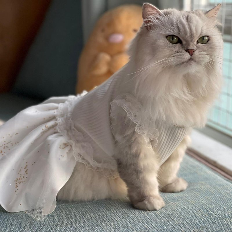 IPET 白色公主纱裙 - 衣/帽 - 其他人造纤维 白色