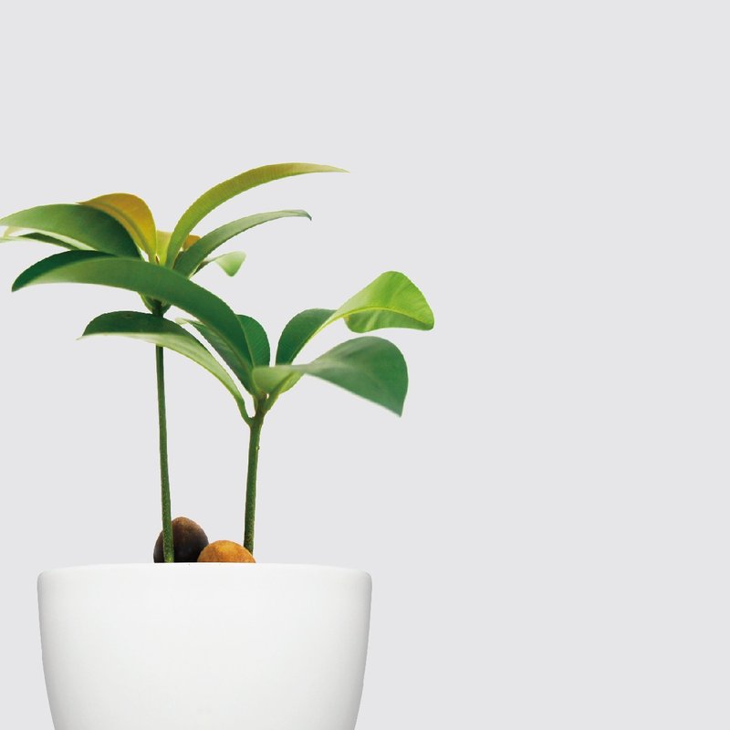 / 水耕犀力 / 兰屿胡桐 - 植栽/盆栽 - 植物．花 