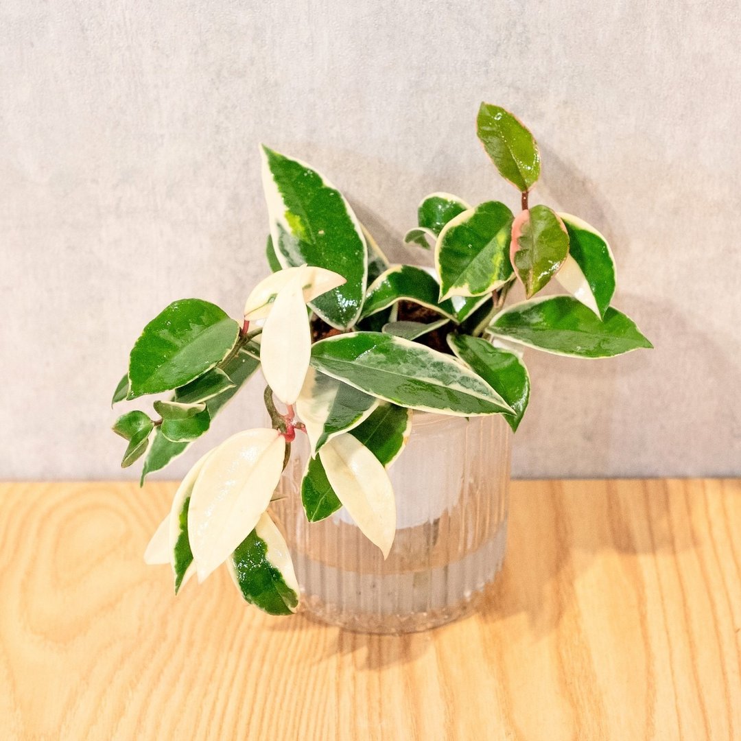 班叶球兰 免浇水盆栽 室内植物 观叶植物  礼物 办公室小物 - 植栽/盆栽 - 植物．花 