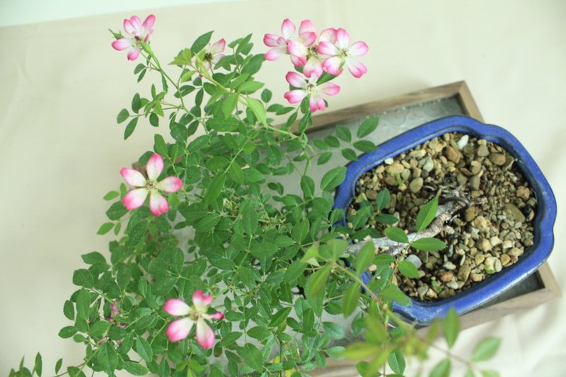 日本屋久岛姬玫瑰 l 裸根系列 中品盆栽 室内植栽 礼物 - 植栽/盆栽 - 植物．花 