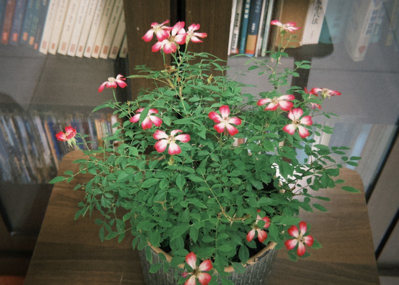 日本屋久岛姬玫瑰 l 裸根系列 中品盆栽 室内植栽 礼物 - 植栽/盆栽 - 植物．花 