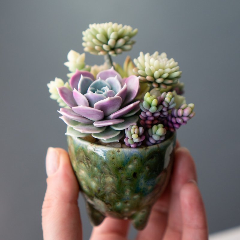 带有 Echeveria Lola 的微型珠宝盒 - 收纳用品 - 其他材质 