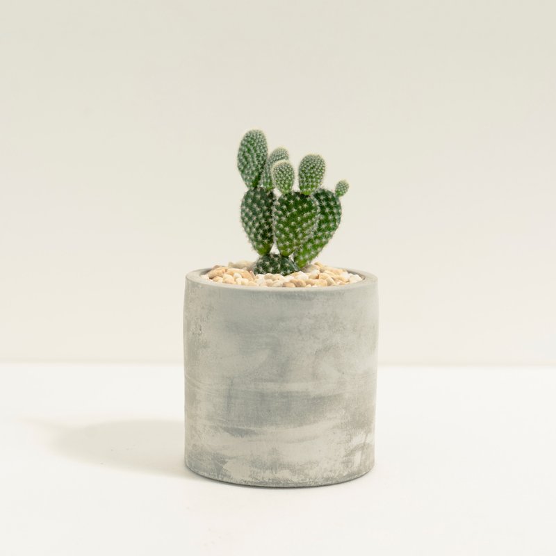 白乌帽子│泥作系列│福所栽 - 植栽/盆栽 - 水泥 白色